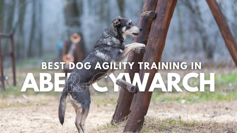 Best Dog Agility Training in Aber-Cywarch