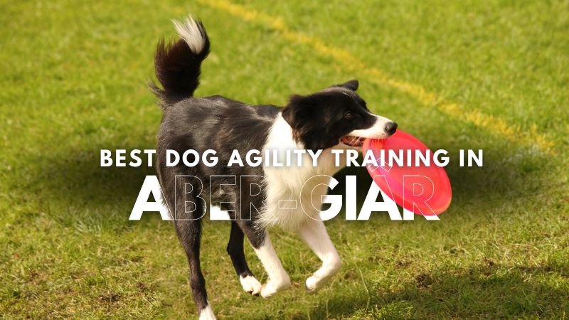 Best Dog Agility Training in Aber-Giâr