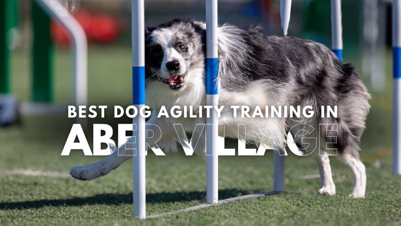 Best Dog Agility Training in Aber Village