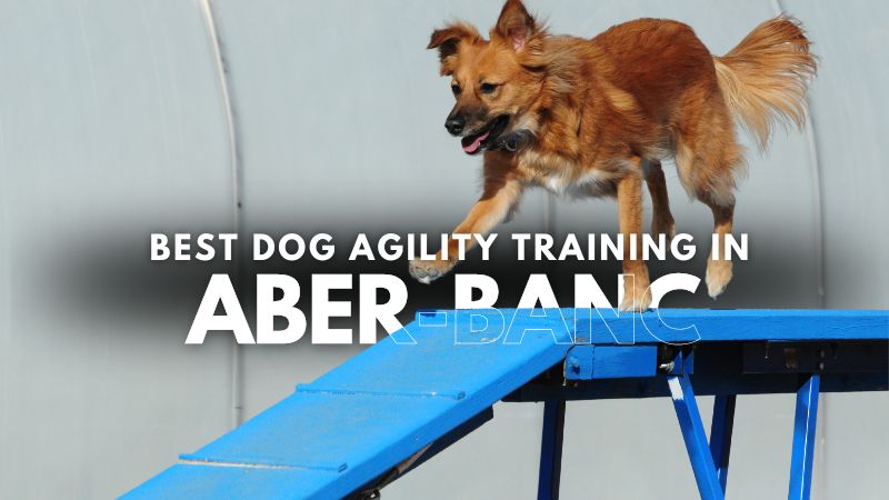 Best Dog Agility Training in Aber-banc