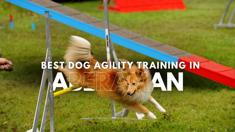 Best Dog Agility Training in Aberaman