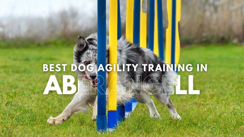 Best Dog Agility Training in Aberangell