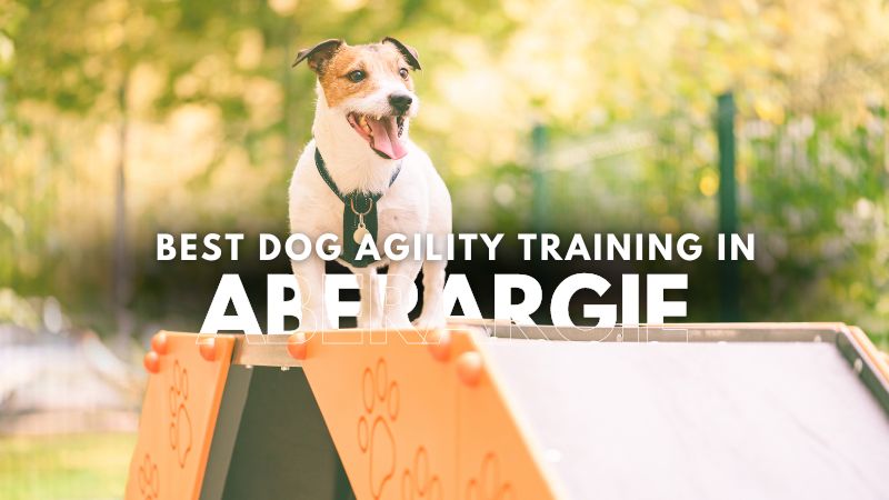 Best Dog Agility Training in Aberargie