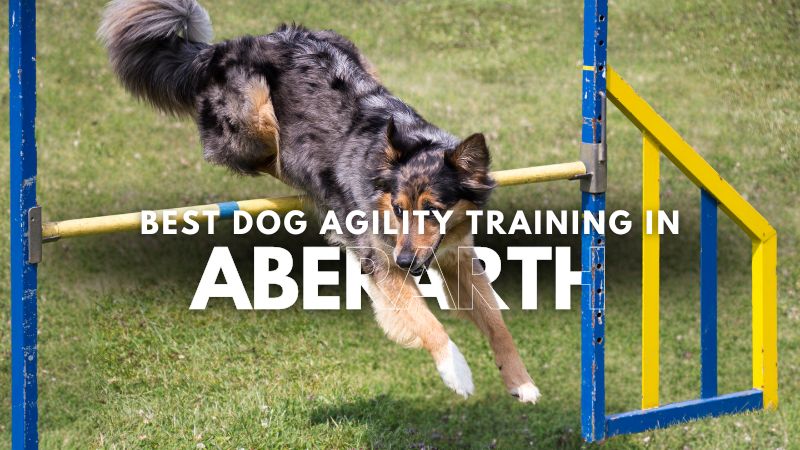 Best Dog Agility Training in Aberarth