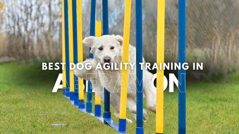 Best Dog Agility Training in Aberavon