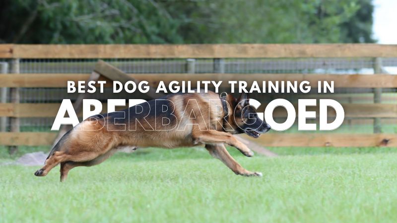 Best Dog Agility Training in Aberbargoed