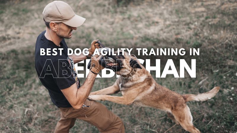 Best Dog Agility Training in Aberbechan