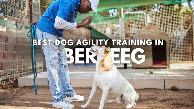 Best Dog Agility Training in Aberbeeg