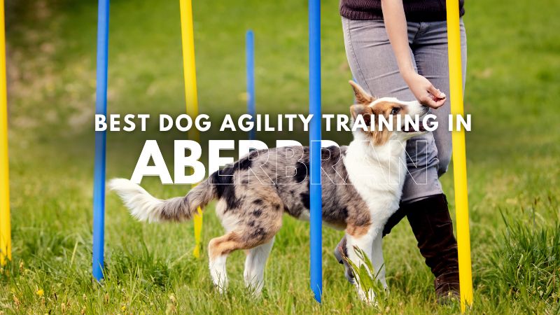 Best Dog Agility Training in Aberbran
