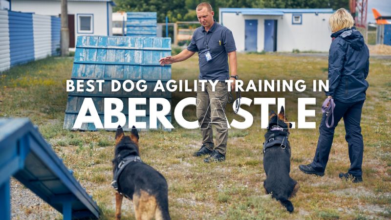 Best Dog Agility Training in Abercastle