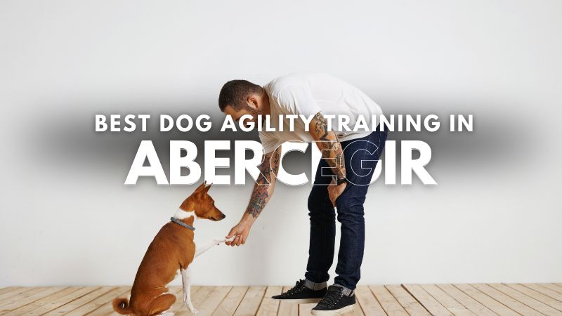 Best Dog Agility Training in Abercegir