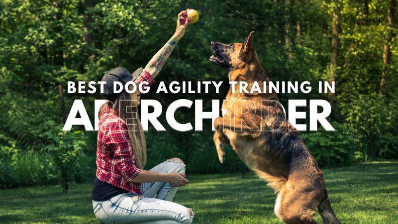 Best Dog Agility Training in Aberchirder