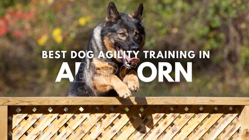 Best Dog Agility Training in Abercorn