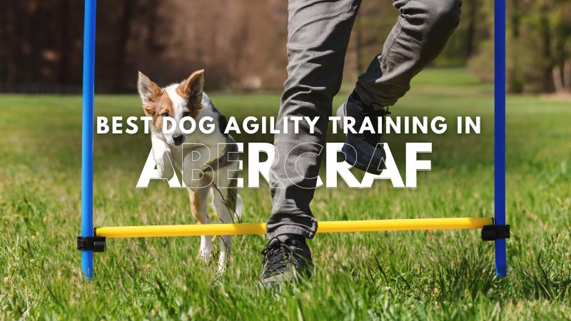 Best Dog Agility Training in Abercraf
