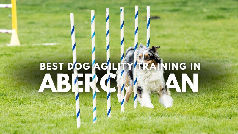 Best Dog Agility Training in Abercregan