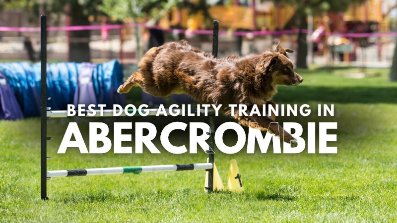 Best Dog Agility Training in Abercrombie