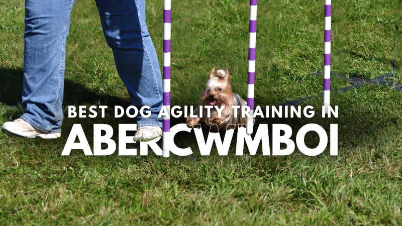 Best Dog Agility Training in Abercwmboi