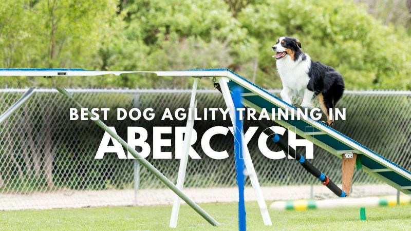 Best Dog Agility Training in Abercych