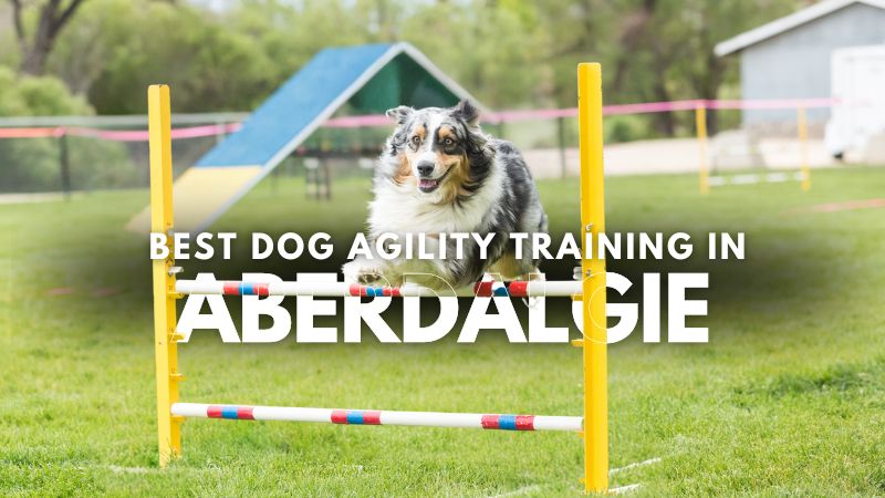 Best Dog Agility Training in Aberdalgie