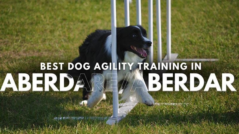 Best Dog Agility Training in Aberdare_Aberdar