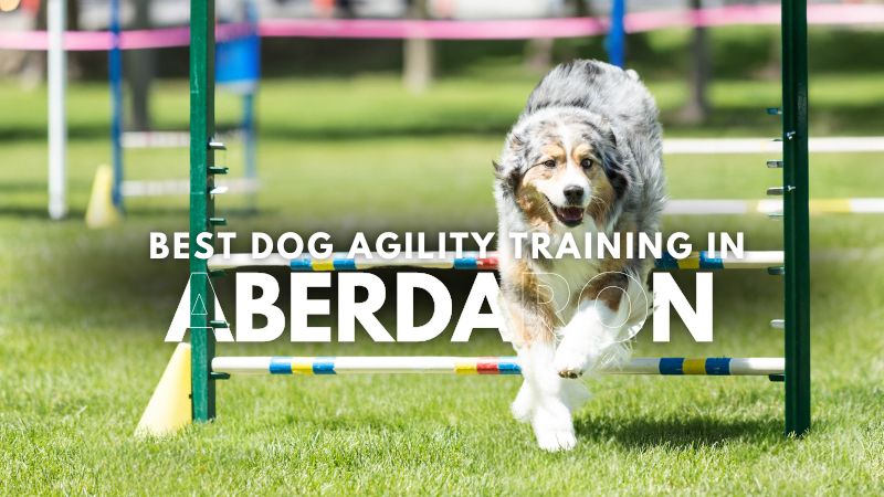 Best Dog Agility Training in Aberdaron