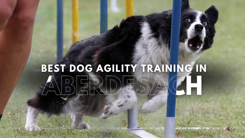 Best Dog Agility Training in Aberdesach