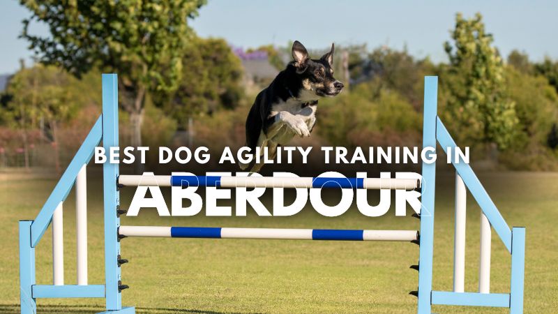 Best Dog Agility Training in Aberdour
