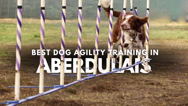 Best Dog Agility Training in Aberdulais