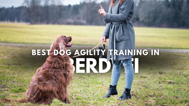 Best Dog Agility Training in Aberdyfi