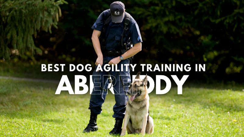 Best Dog Agility Training in Abereiddy