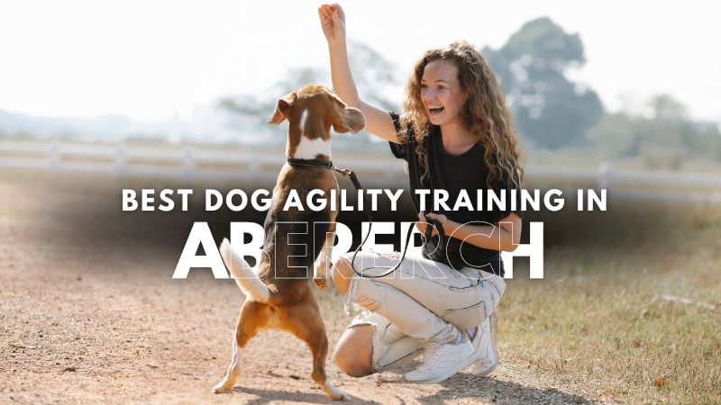 Best Dog Agility Training in Abererch