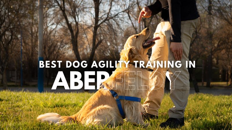 Best Dog Agility Training in Aberfeldy