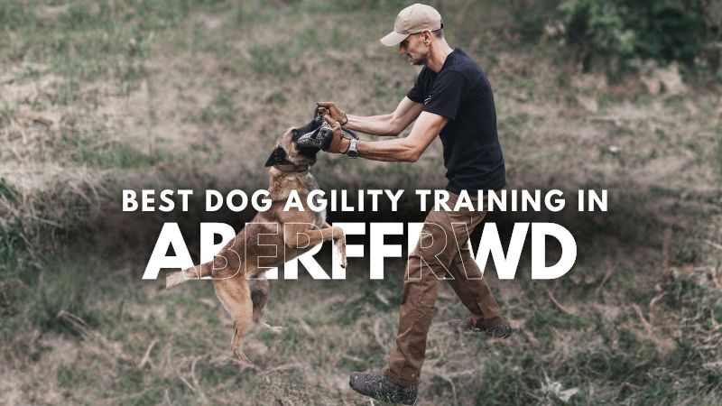 Best Dog Agility Training in Aberffrwd