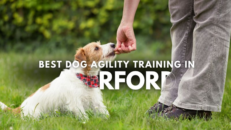 Best Dog Agility Training in Aberford