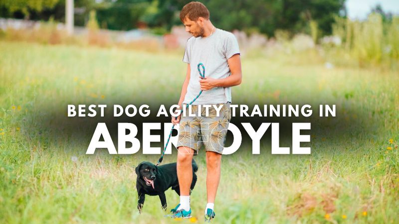 Best Dog Agility Training in Aberfoyle