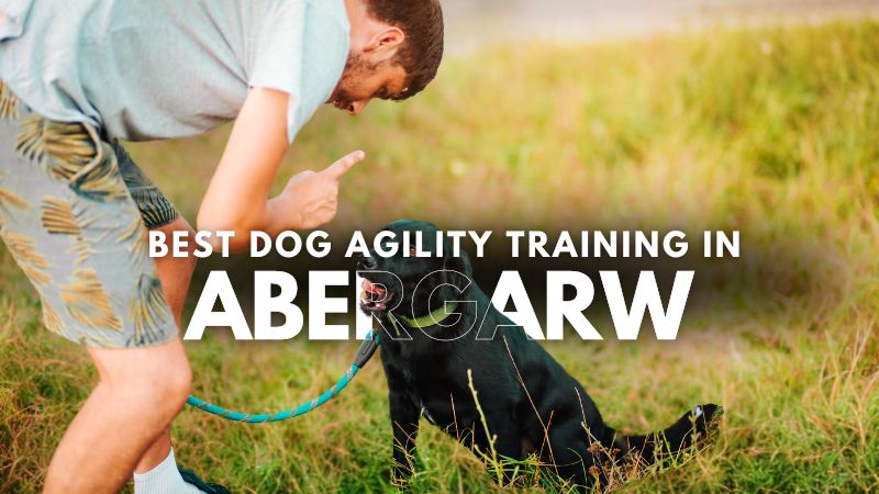 Best Dog Agility Training in Abergarw