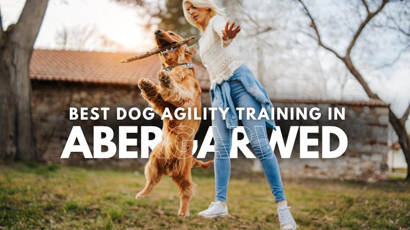 Best Dog Agility Training in Abergarwed