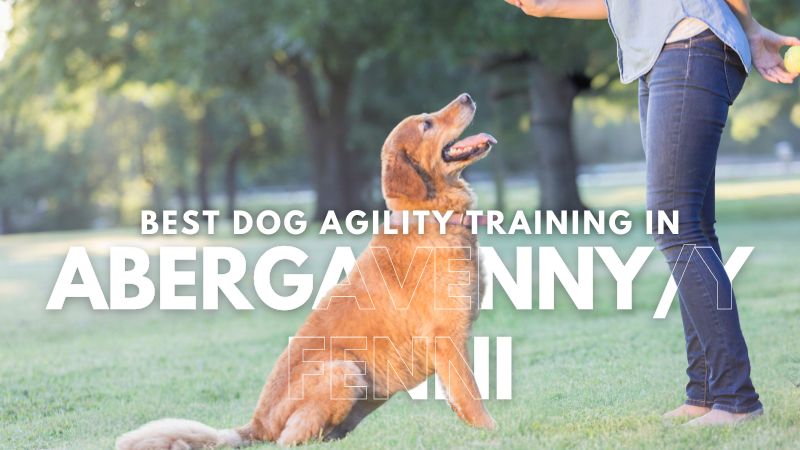 Best Dog Agility Training in Abergavenny_Y Fenni