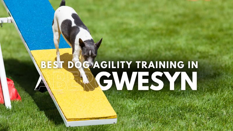 Best Dog Agility Training in Abergwesyn