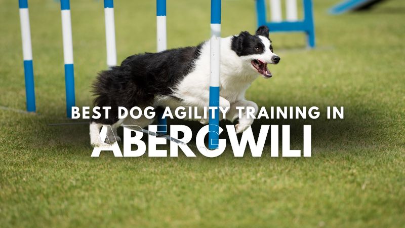 Best Dog Agility Training in Abergwili
