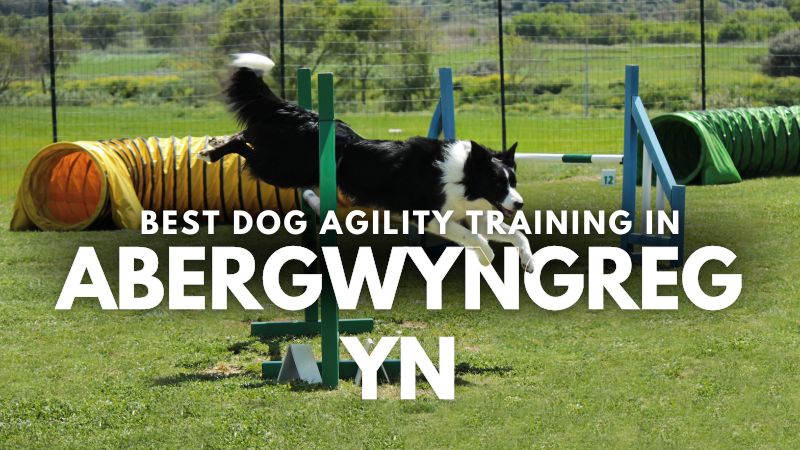 Best Dog Agility Training in Abergwyngregyn