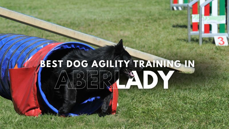 Best Dog Agility Training in Aberlady
