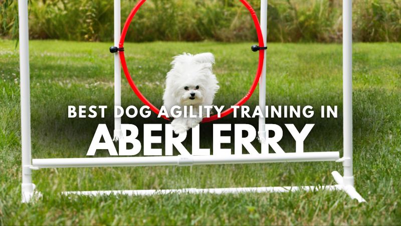 Best Dog Agility Training in Aberlerry