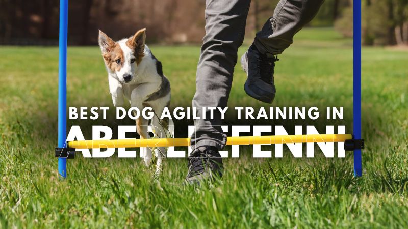 Best Dog Agility Training in Aberllefenni