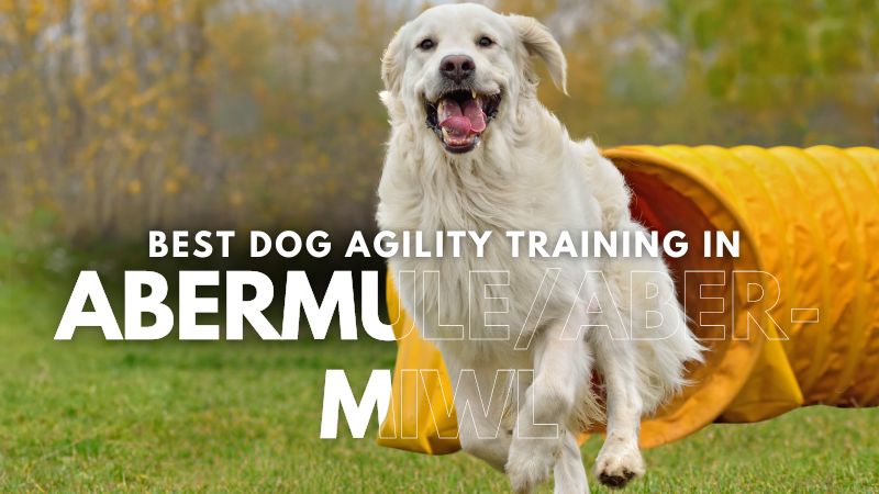 Best Dog Agility Training in AbermuleAber-miwl