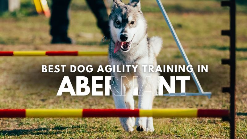 Best Dog Agility Training in Abernant