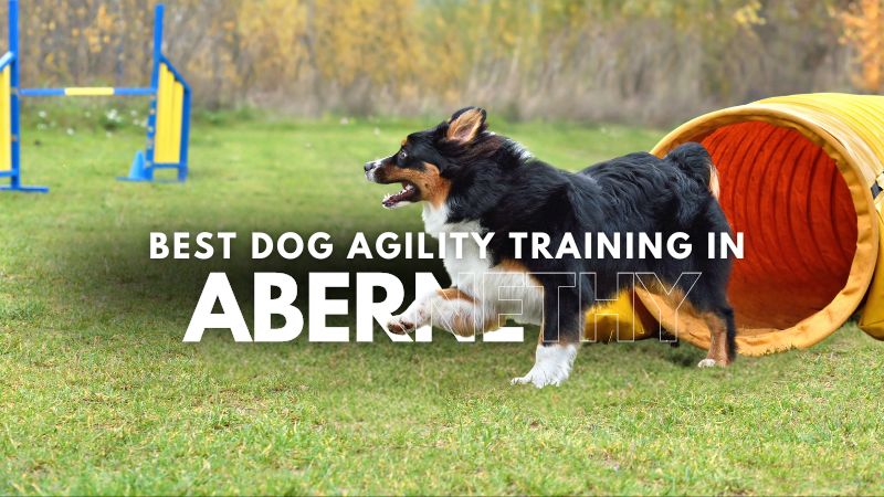 Best Dog Agility Training in Abernethy