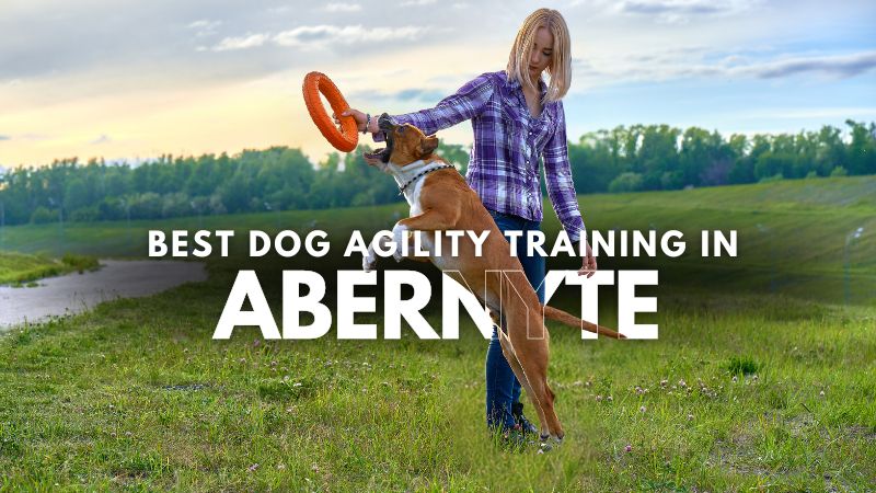 Best Dog Agility Training in Abernyte