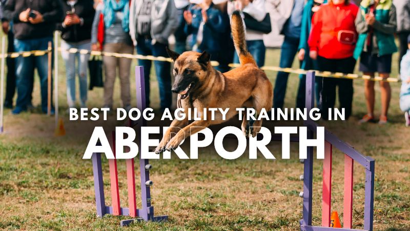 Best Dog Agility Training in Aberporth