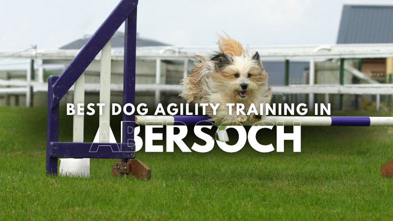 Best Dog Agility Training in Abersoch